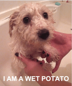 bichon-frise-puppy-bath